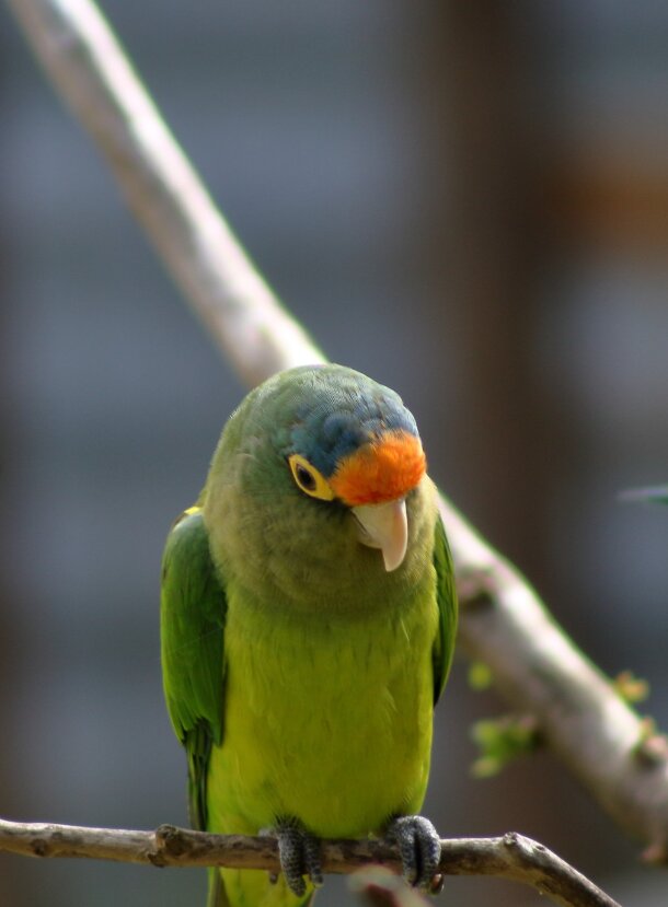 Fotografía de Mascotas